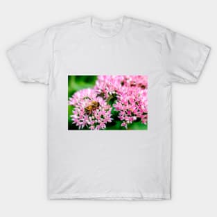 Bee On Stonecrop Flower 2 T-Shirt